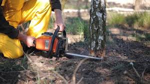 Best Tree Risk Assessment  in Alpine, CA