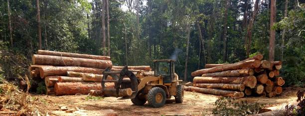 Professional Tree Care in Alpine, CA