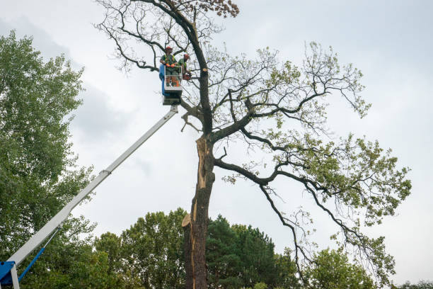 How Our Tree Care Process Works  in  Alpine, CA