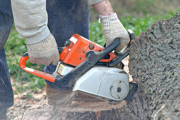 Best Tree Disease Treatment  in Alpine, CA